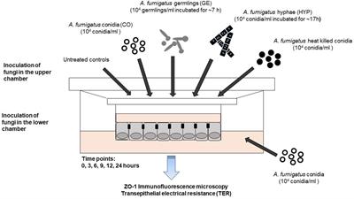 Protective role of CFTR during fungal infection of cystic fibrosis bronchial epithelial cells with Aspergillus fumigatus